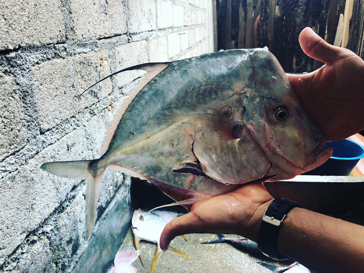 Pescado fresco de la costa